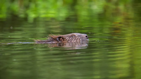 Eurasischer Biber schwimmt mit dem Kopf unter Wasser — Stockfoto