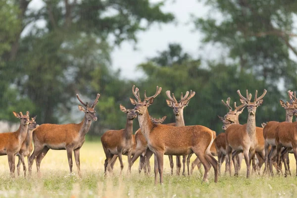 Stádo červených jelenů pozorování na poli v letní přírodě — Stock fotografie