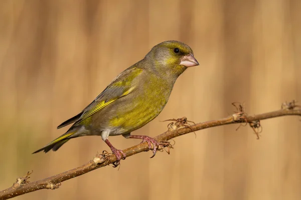European greenfinch sitting on stump in spring with blurred background — Stock Photo, Image
