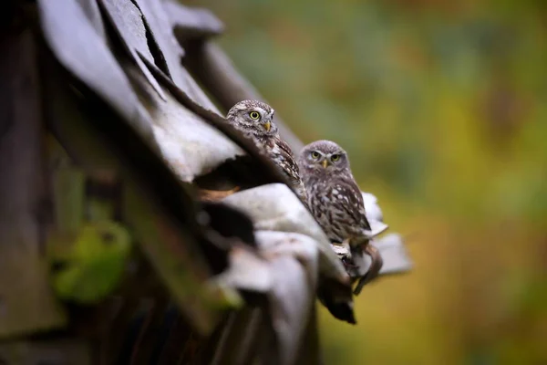 Две совы сидят на крыше заброшенного дома. — стоковое фото