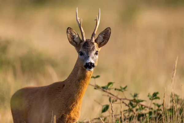 Close-up vista de uma corça cervo alerta buck enfrentando câmera no prado de verão — Fotografia de Stock