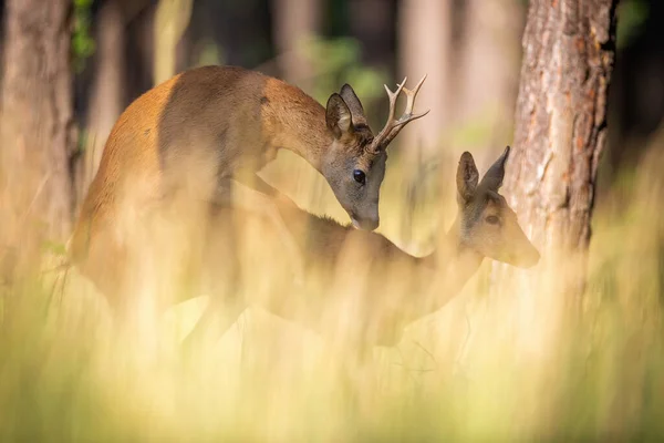 Mating roe deer buck and doe in rutting season in summer nature. — Stock Photo, Image