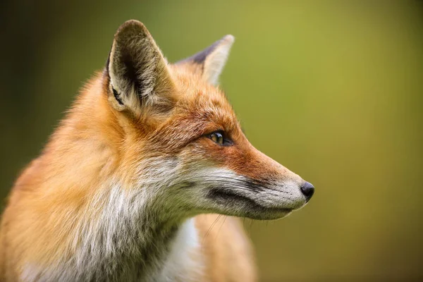 Rotfuchs schaut im Sommer mit verschwommenem Hintergrund zur Seite — Stockfoto