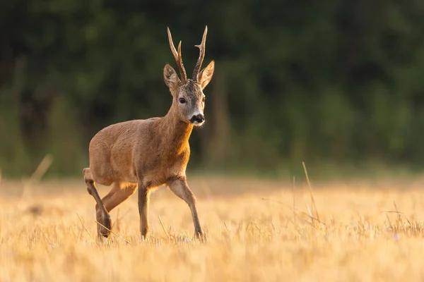 Överlägsen rådjur rådjur bock promenader på en stubb fält på sommaren — Stockfoto