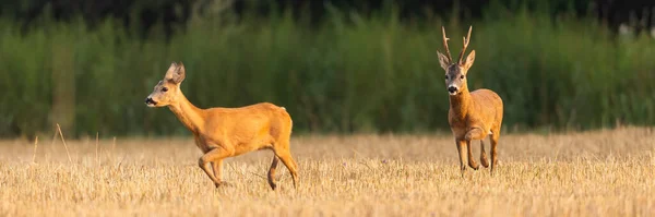 Chevreuil mâle suivant la femelle sur un champ de chaume pendant la saison de rut. — Photo