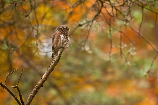 Eurasian pygmy owl sitting on a branch in autumn colorful forest. — ストック写真