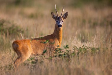 Erkek geyik, kuru otlar ve yeşil ahududu çalılıklarında kameraya bakıyor.