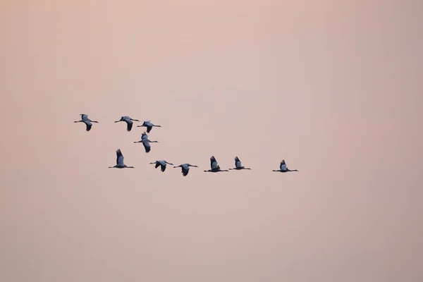 Kudde gewone kranen die bij zonsondergang boven een hemel vliegen tijdens de voorjaarstrek. — Stockfoto