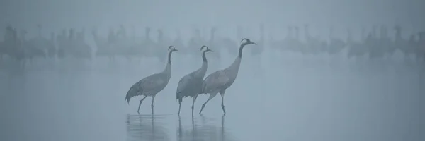 Közönséges darvak nyája gázol a tóban ködös titokzatos atmoszférában — Stock Fotó