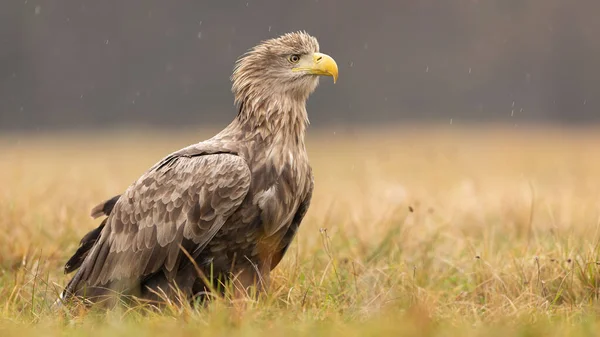 Side view of old majestic white-tailed eagle sitting on the ground in autumn