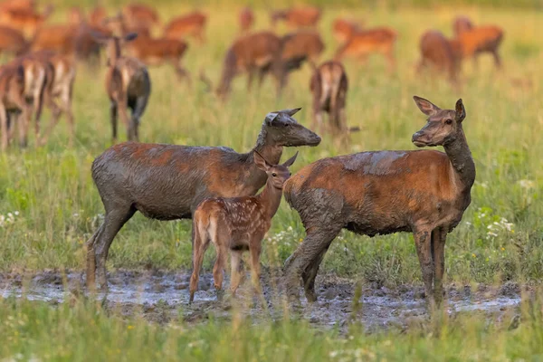 Kızıl geyik sürüsü yazın bir çayırda çamurda duruyor. — Stok fotoğraf