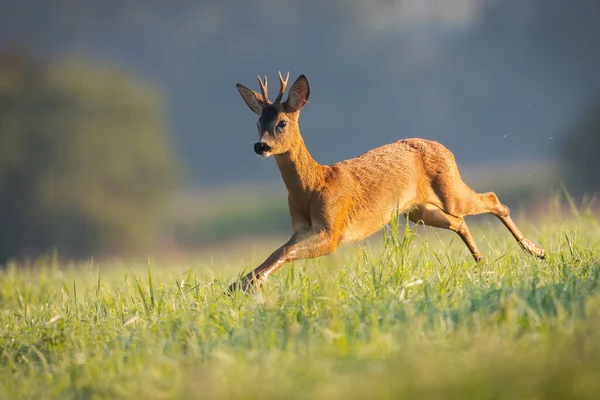 Roe jeleń buck biegnący przez łąkę mokrą od porannej rosy w lecie — Zdjęcie stockowe