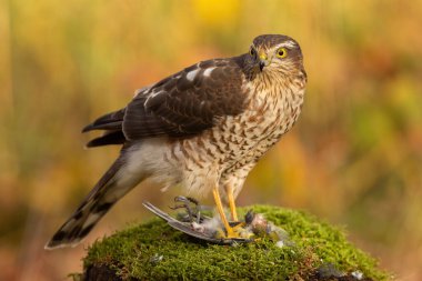 Eurasian sparrowhawk feeding on its prey and tearing tit apart in autumn forest