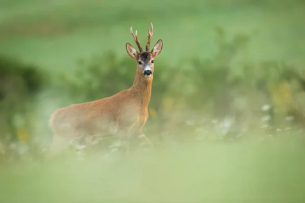 Side view of roe deer buck standing on a meadow with blooming flowers in summer — Stock Photo, Image