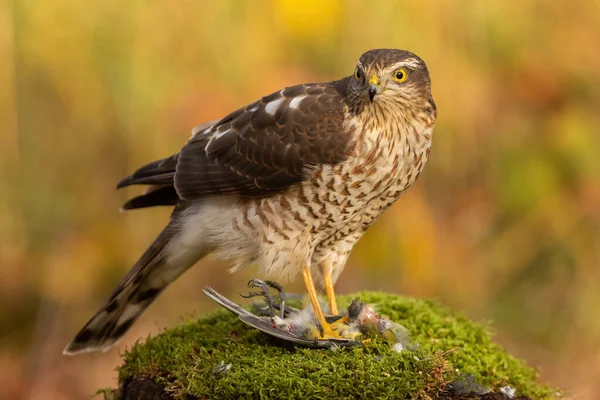 Eurasian sparrowhawk feeding on its prey and tearing tit apart in autumn forest — 图库照片