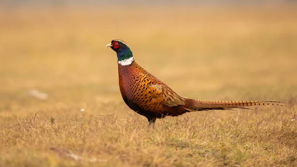 Common pheasant cock standing on a meadow with dry yellow grass from side — ストック写真