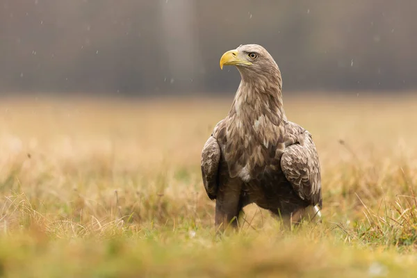 Witstaartarend rustend op de grond tijdens een regen in de herfstnatuur. — Stockfoto