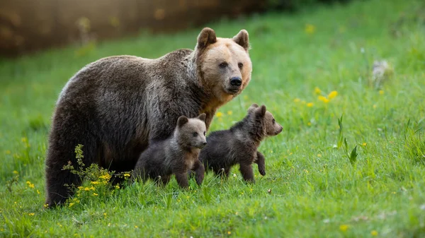 Beschützende Braunbärenmutter blickt über ihre zwei kleinen Jungen auf einer grünen Wiese — Stockfoto