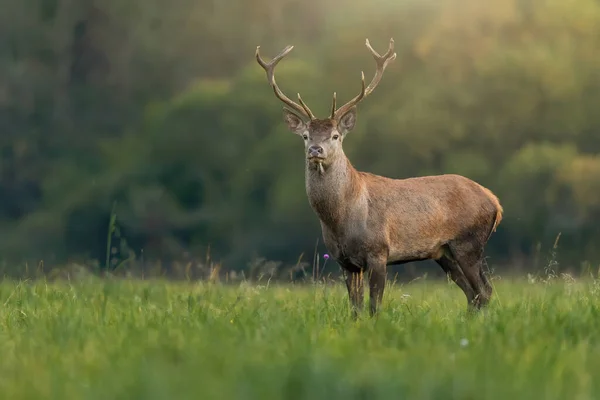 Young red deer stag looking on a green meadow illuminated by morning sun — ストック写真