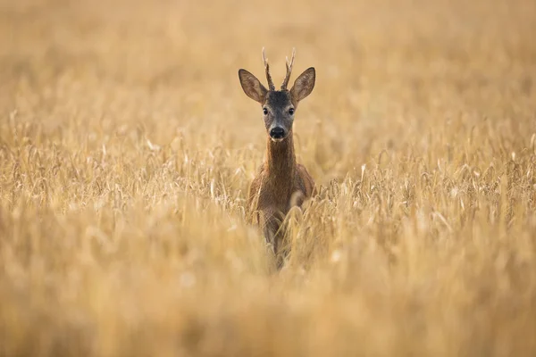 Alert male roe deer in eye contact with camera in summer nature. — Stock Fotó