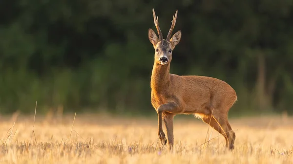 Seitenansicht eines Rehbocks mit großem Geweih, der morgens in die Kamera schaut — Stockfoto