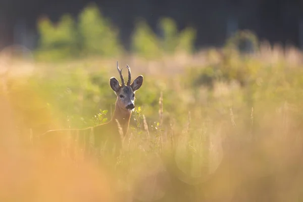 Interested roe deer peeking from bush in summertime nature — Stok fotoğraf