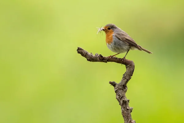 European robin sitting on a branch in forest and holding insect in beak — Zdjęcie stockowe