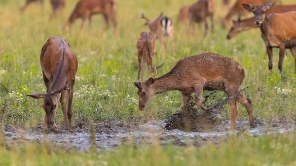 Playful red deer splashing mud with a hoof in hot summer. — Stok fotoğraf