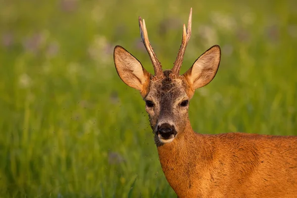 Detail of roe deer looking on green meadow in summer — Stok fotoğraf