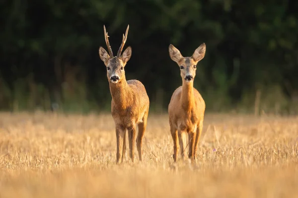 Roe ελάφι ελάφι buck και ελαφιού στο φλερτ σε ένα πεδίο stubble από την μπροστινή όψη. — Φωτογραφία Αρχείου