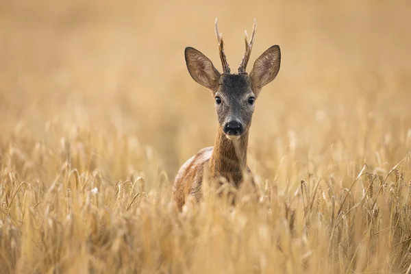 Roe deer buck watching from tall wheat on agricultural field in summer. — Stock Photo, Image