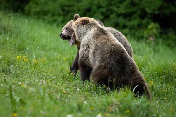Grande urso marrom mordendo outro durante uma luta na temporada de acasalamento de verão. — Fotografia de Stock