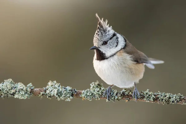 Single crested tit sitting on branch with lichen in spring forest at sunrise.