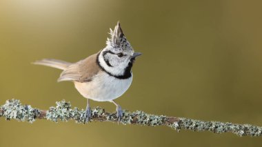 Crested tit illuminated by rising sun on branch in spring forest with copy space