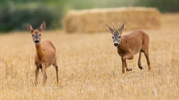 Roe deer buck suite à une biche sur un champ de chaume en ornières saison. — Photo