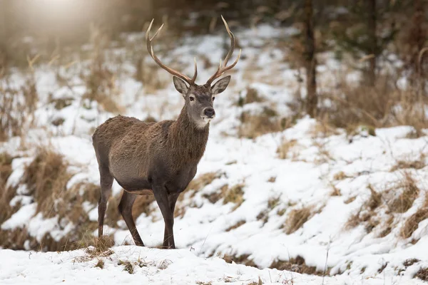 雪に覆われたグレード上の赤い鹿のタグの水平写真コピースペース — ストック写真