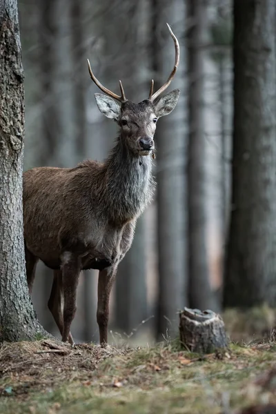 Kronhjort svensexa som kikar bakom ett granträd i en skog med suddig bakgrund — Stockfoto