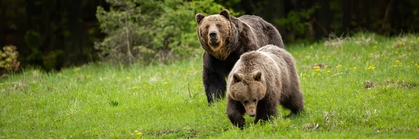 Casal de urso pardo cortejando durante a temporada de acasalamento de verão — Fotografia de Stock