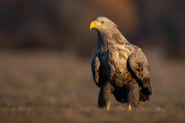 Adult white-tailed eagle sitting on the ground in the autumn at sunrise — Stock Photo, Image