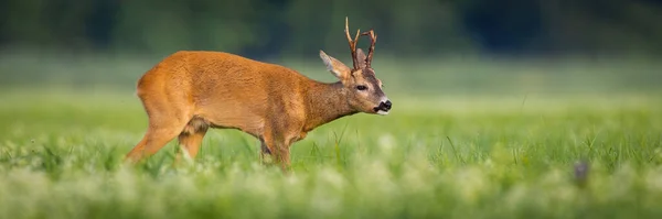 Ζαρκάδι Capreolus Capreolus Buck Sniffing Its Nose Green Hay Field — Φωτογραφία Αρχείου