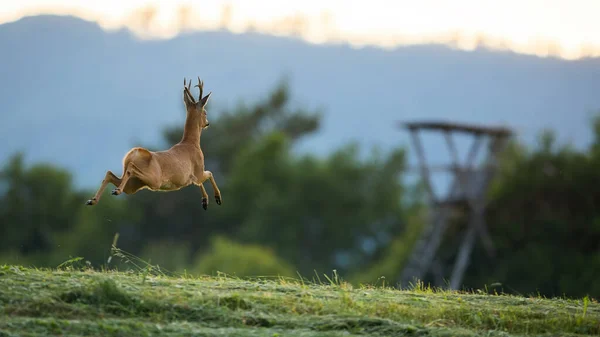 Roe Deer Capreolus Capreolus Buck Running Away Copy Space Sunset — Stock Photo, Image