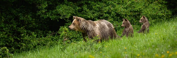 Brunbjörn Ursus Arctos Med Ungar Som Står Äng Med Kopieringsutrymme — Stockfoto