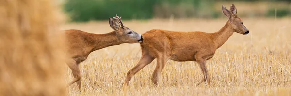 Δύο Ζαρκάδια Capreolus Capreolus Περπατώντας Στο Γήπεδο Περίοδο Εκσκαφής Ρόμπακ — Φωτογραφία Αρχείου