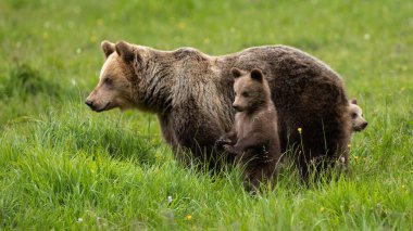 Kahverengi ayı, ursus arctos, otlakları gözetleyen küçük yavrular. Yazın çayırda bekleyen yavruları olan büyük bir yırtıcı. Sahada annesinin yanında oynayan küçük memeliler..