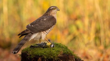 Avrasyalı atmaca, kazacı nisus, yeşil yosunların üzerinde duruyor. Sonbaharda eski kabileden beslenen tüylü yırtıcı. Sonbahar ortamında güçlü kahverengi kuş avı.