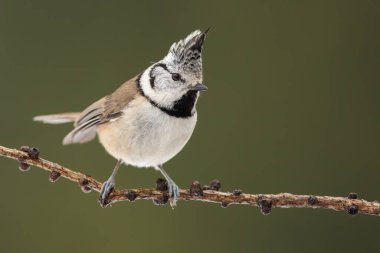Crested tit, lophophanes cristatus, sitting on twig in spring nature with copy space. Little bird looking on branch in sprintime. Black and white feathered animal resting on tree.