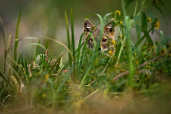 Golden Jackal Canis Aureus Peeking Out Grass Summertime Wild Dog — 스톡 사진