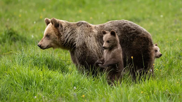 Oso Pardo Ursus Arctos Con Pequeños Juveniles Observando Pastizales Gran — Foto de Stock