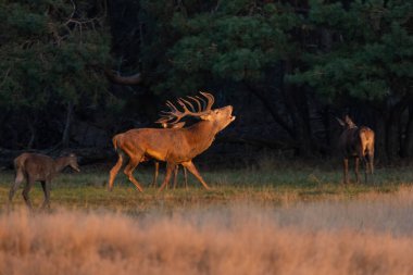 Kızıl geyik, cervus elaphus, sonbahar günbatımında çayırlarda kükreyen. Sonbahar altın saatinde çayırda bağıran vahşi geyik. Karıncalı memeli çiftleşme mevsiminde tarlada yürüyor..