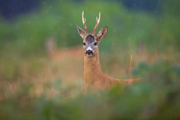 Roe Deer Capreolus Capreolus Looking Camera Furing Summer Raining Brown — Stockfoto